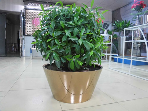 广东汕头不锈钢花盆哪家做的好？