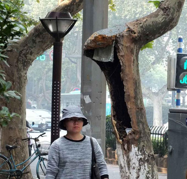 梧桐树沦为垃圾箱影响市容存在安全隐患