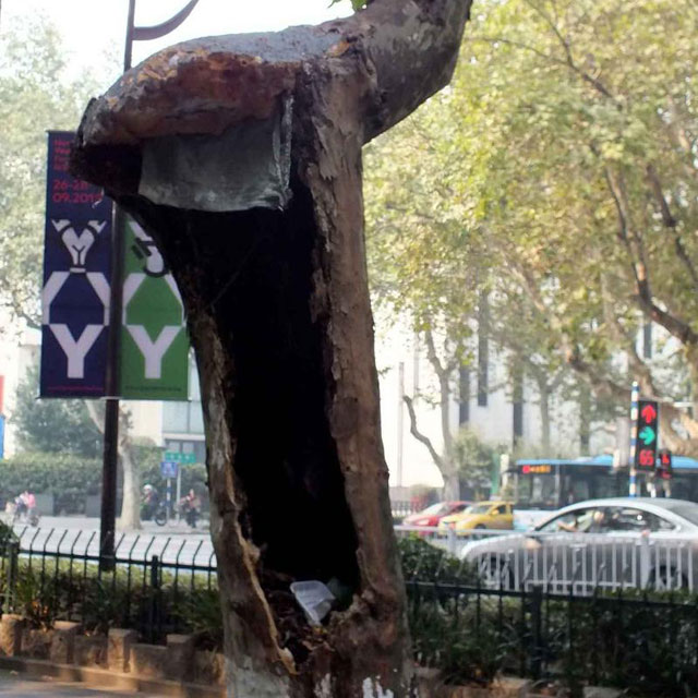 梧桐树沦为垃圾箱影响市容存在安全隐患
